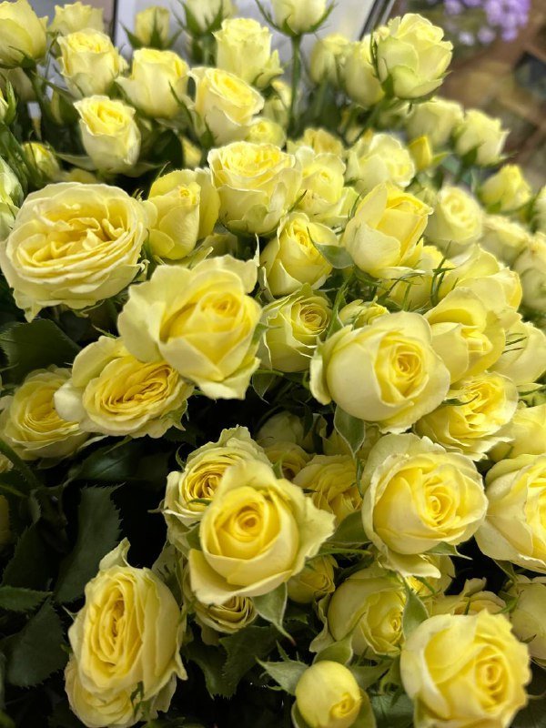 Роза кустовая нежно-желтая