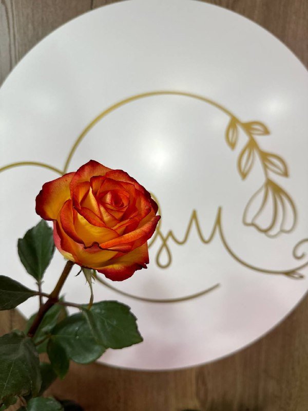 Роза одноголовая Мондиаль желто-красная 70 см